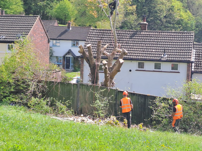 Tree Pruning
