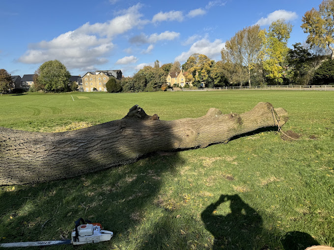 Tree Removal